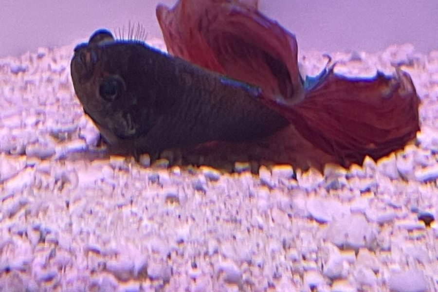 betta fish at bottom of tank