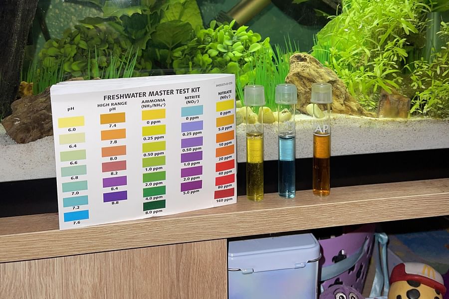 betta fish gasping for air