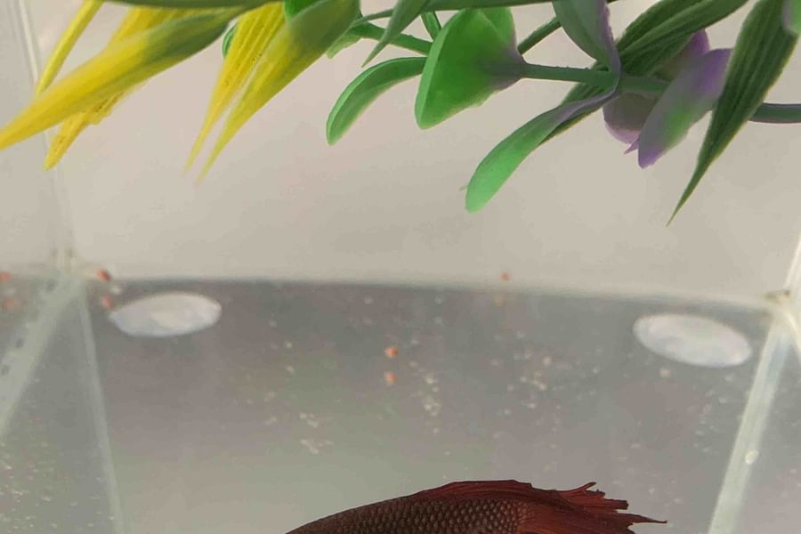 betta fish not eating