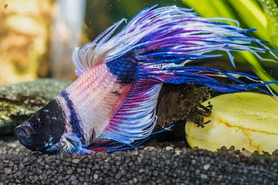 betta fish rapid breathing
