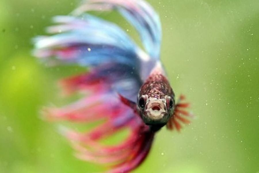 faded betta fish