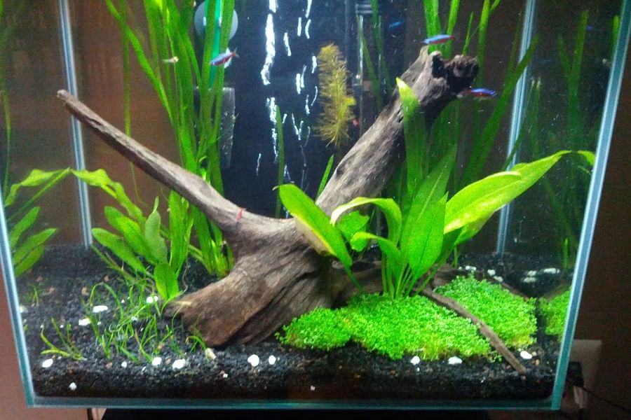 lethargic betta fish