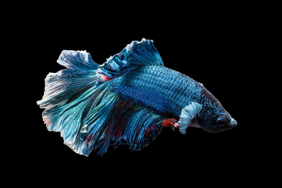Two Betta fish displaying aggressive behavior during a confrontation