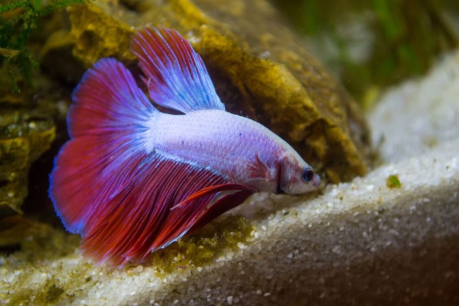 Healthy Betta fish actively feeding in a clean, well-maintained aquarium