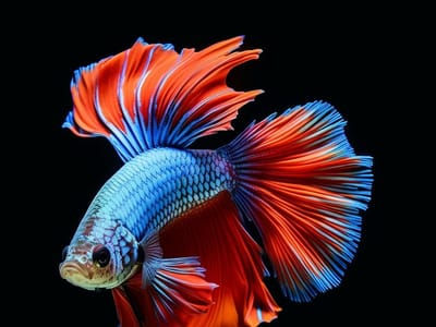 Betta Half Moon Fish: The Ultimate Guide to Care and Maintenance