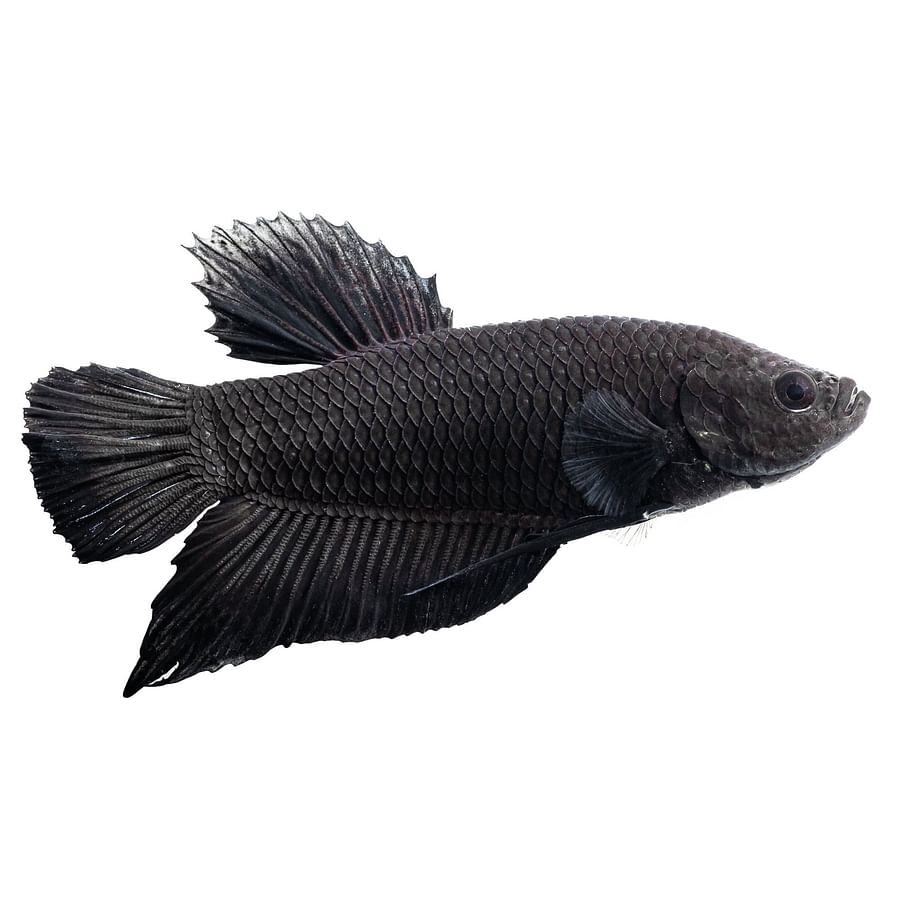 Comparison of different types of black betta fish including Melano Betta, Black Lace Betta, Super Black Betta, and Copper-based Black Betta