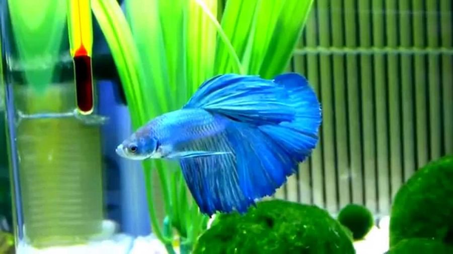 Vibrant blue betta fish swimming in clear water