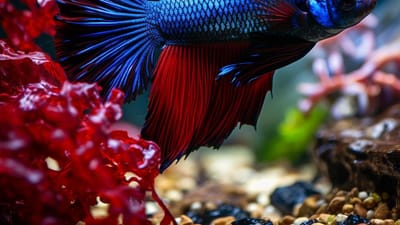 Is Your Betta Fish Sleepy? Understanding Betta Fish Sleep Patterns