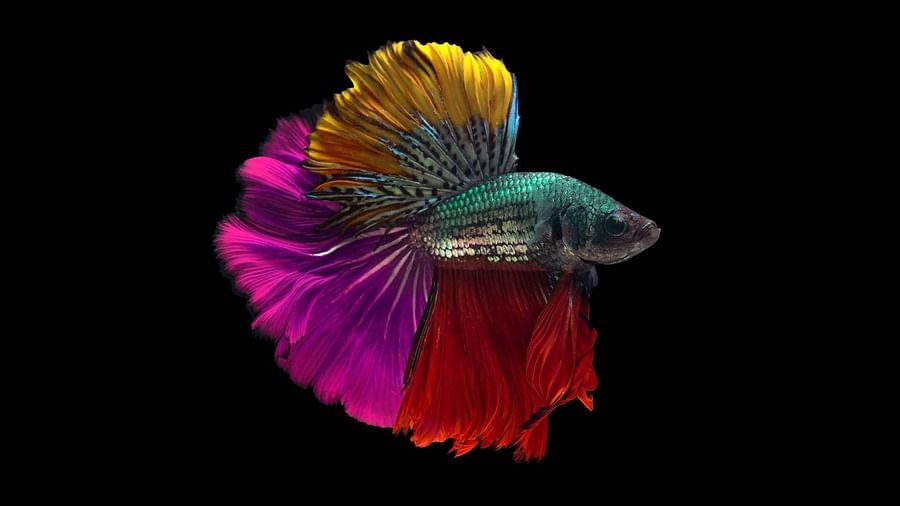 Vibrant Betta fish showcasing its stunning colors