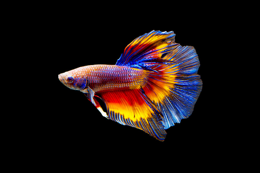 A collection of uncommon Betta fish types