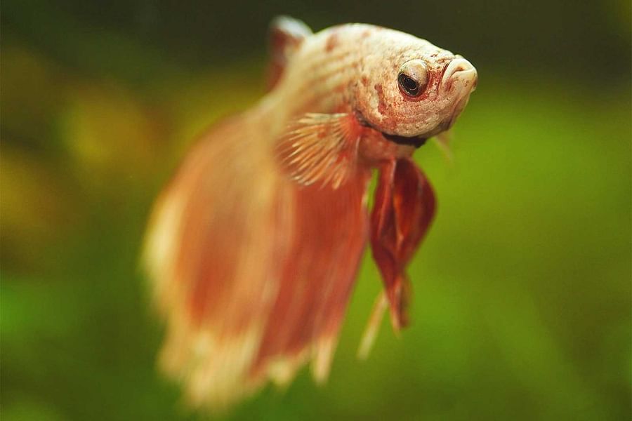 Understanding Betta Fish Behavior Before Death A Comprehensive Guide