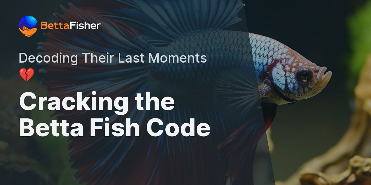 Understanding Betta Fish Behavior Before Death A Comprehensive Guide