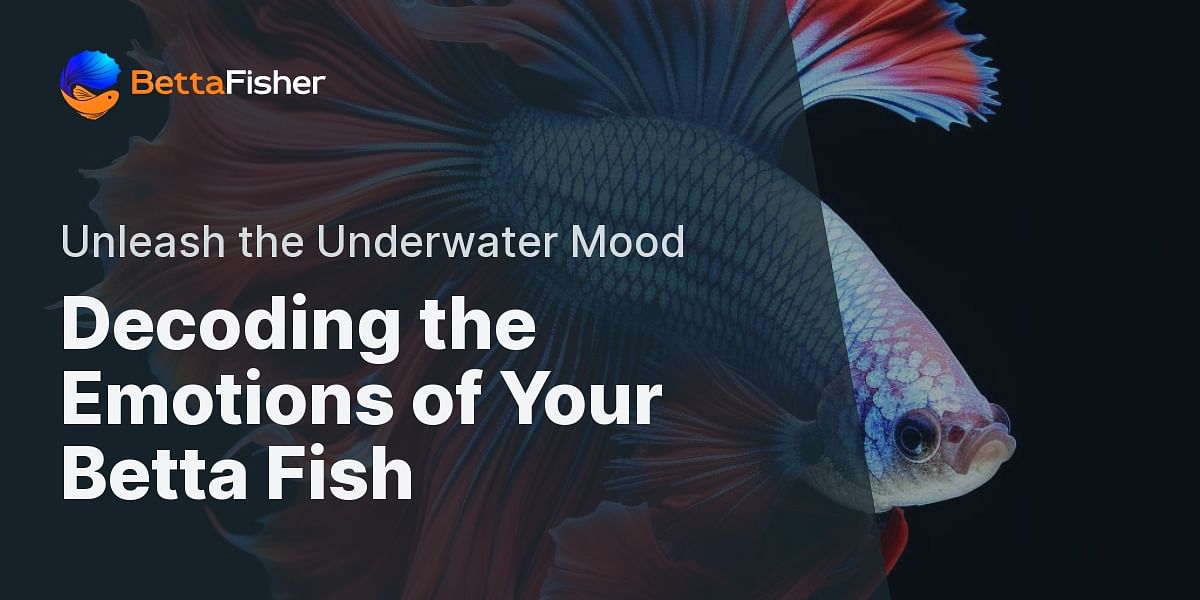 How Can You Tell If Your Betta Fish Is Angry?