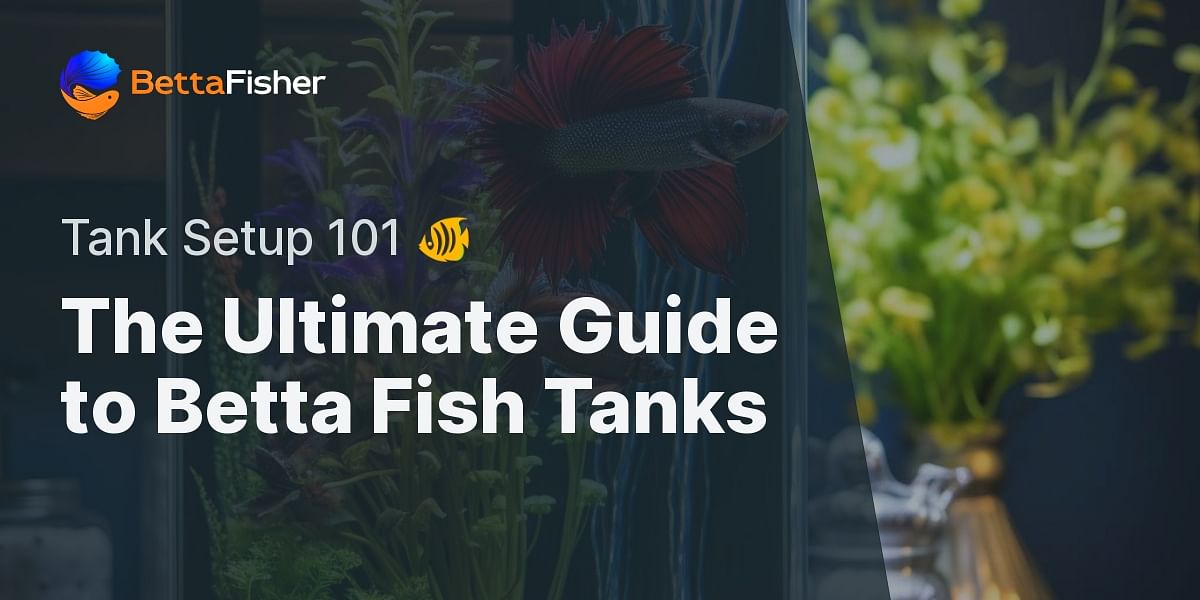 What are the essentials for setting up a betta fish tank?
