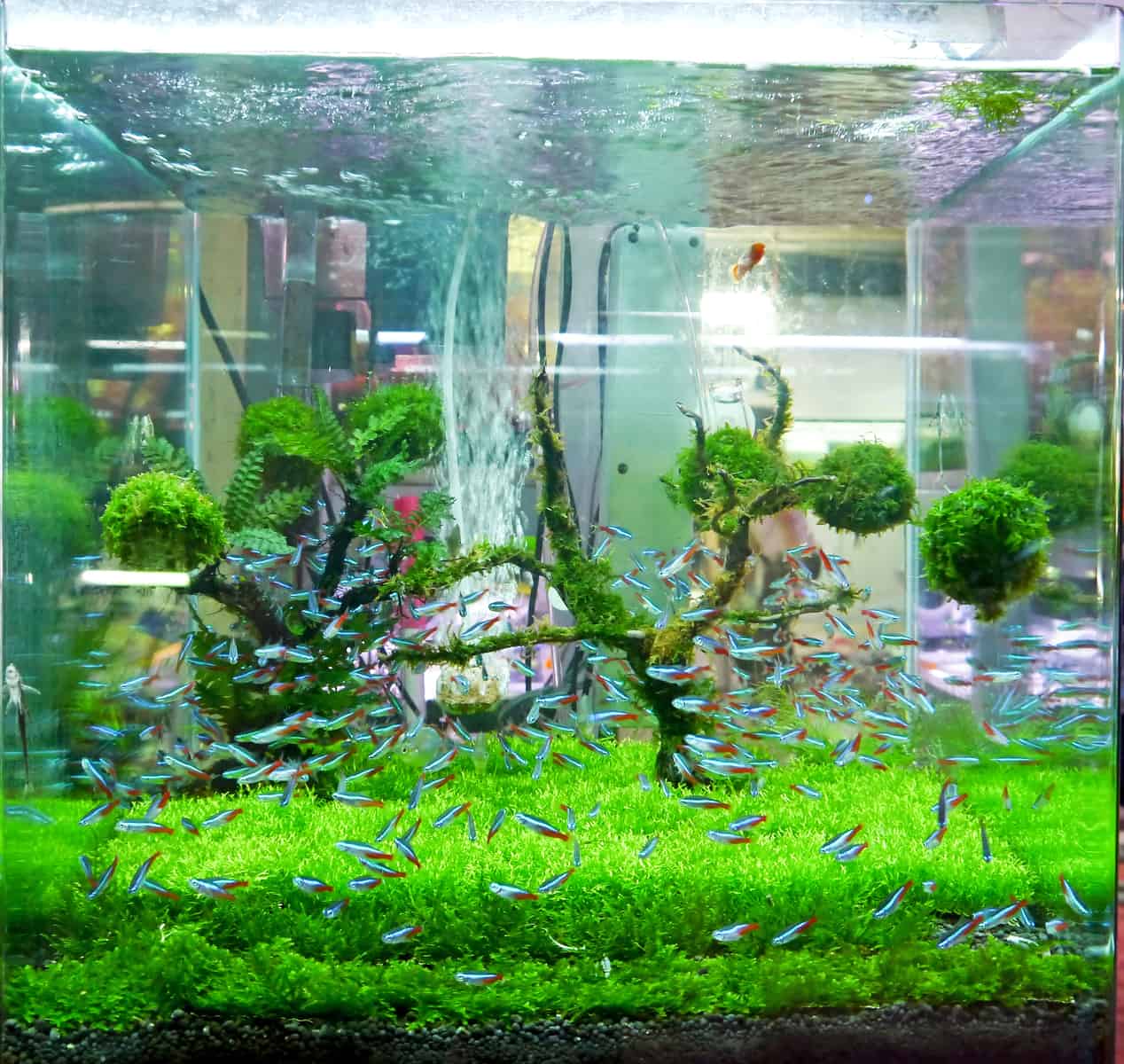 Well-maintained Betta Fish tank with optimal living conditions