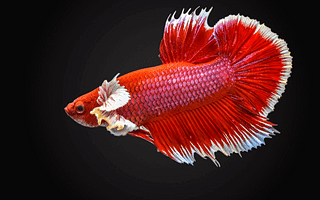 As a beginner, should I consider buying a betta fish as my second pet?