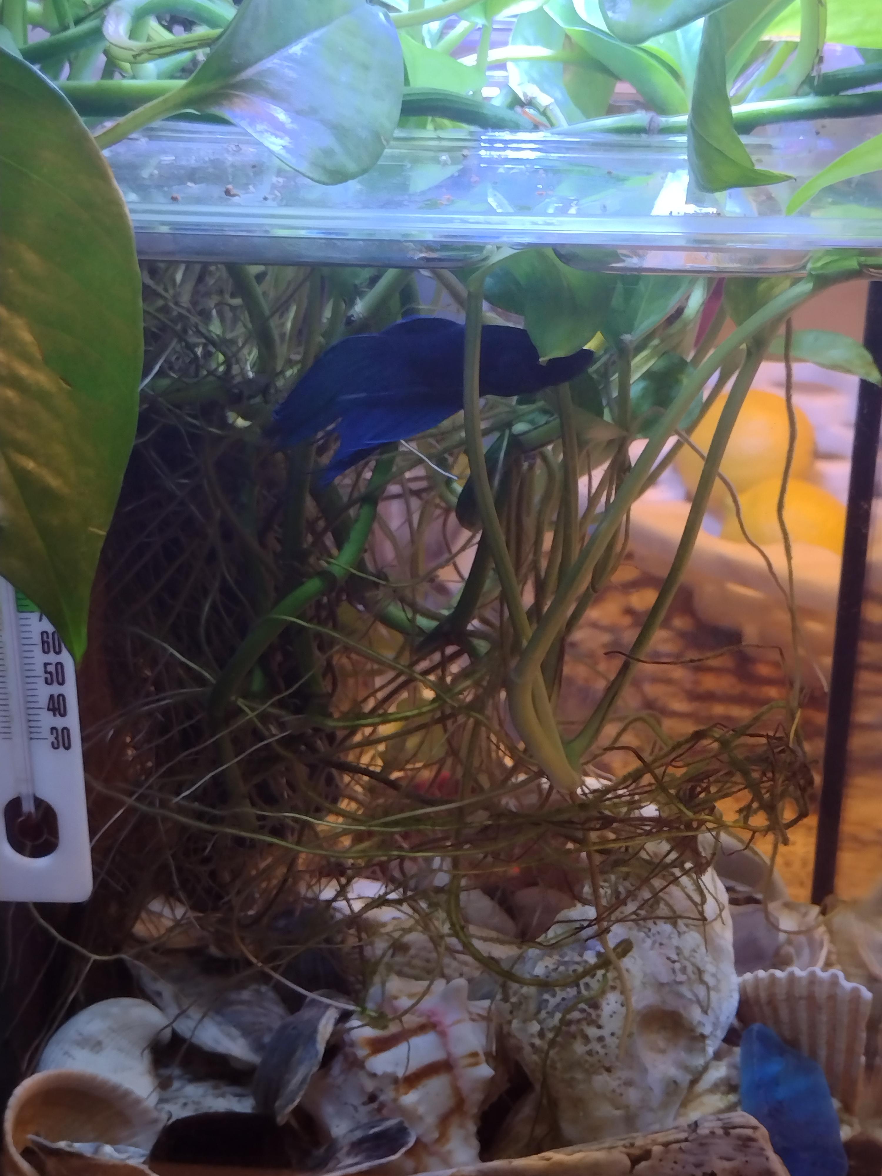 Healthy betta fish swimming in a tank with a thriving pothos plant
