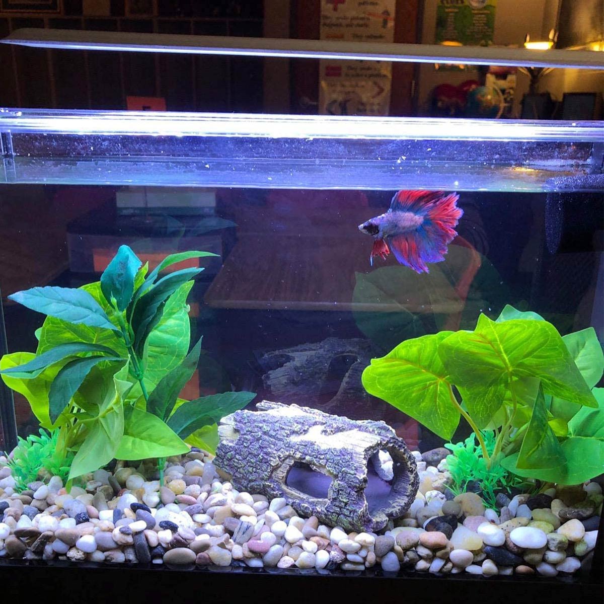 Beautifully decorated Betta fish tank with optimal lighting and water conditions
