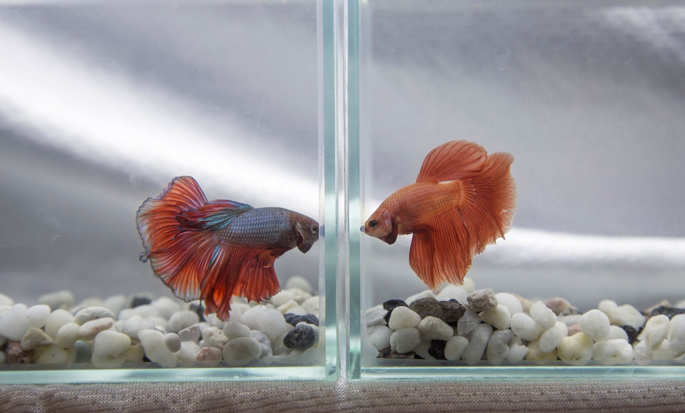 Aggressive behavior in betta fish like gill flaring and constant chasing