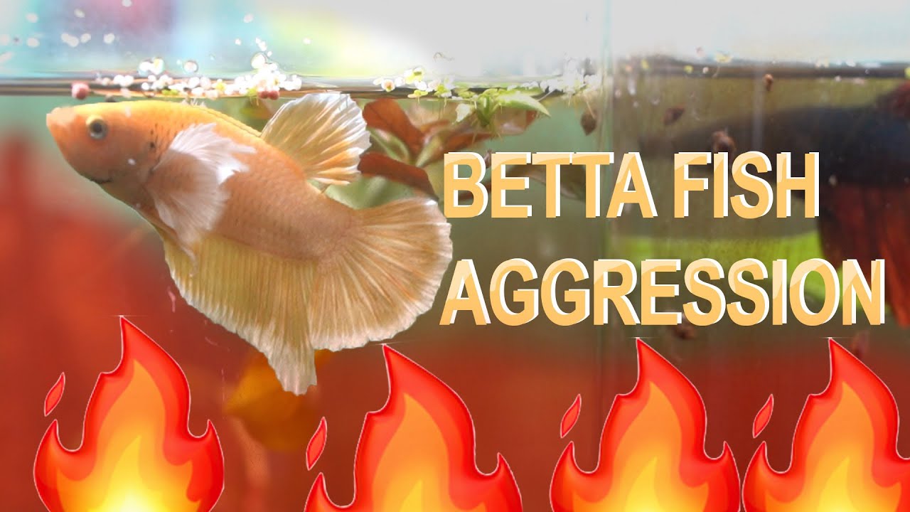 Aggressive Betta Fish Flaring Gills