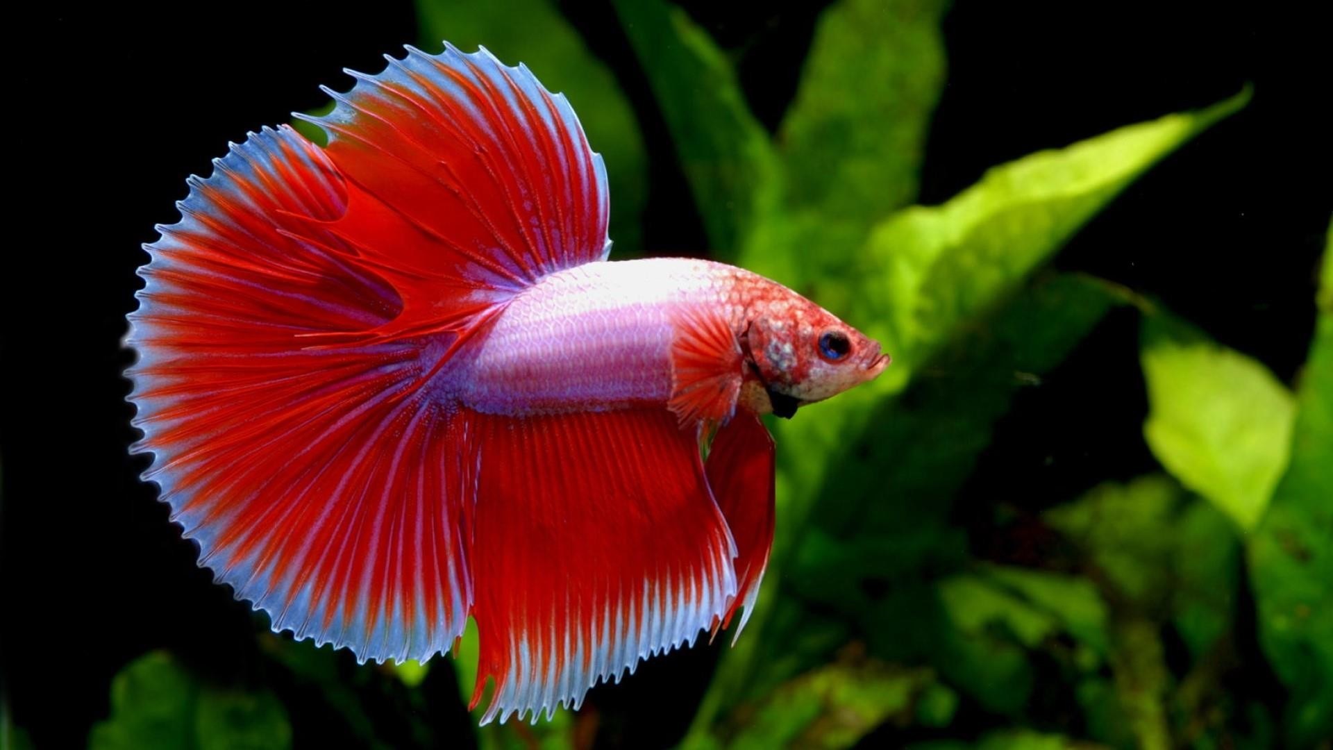 Comparison of Veil Tail, Crown Tail, and Half-Moon Betta Fish Fin Types