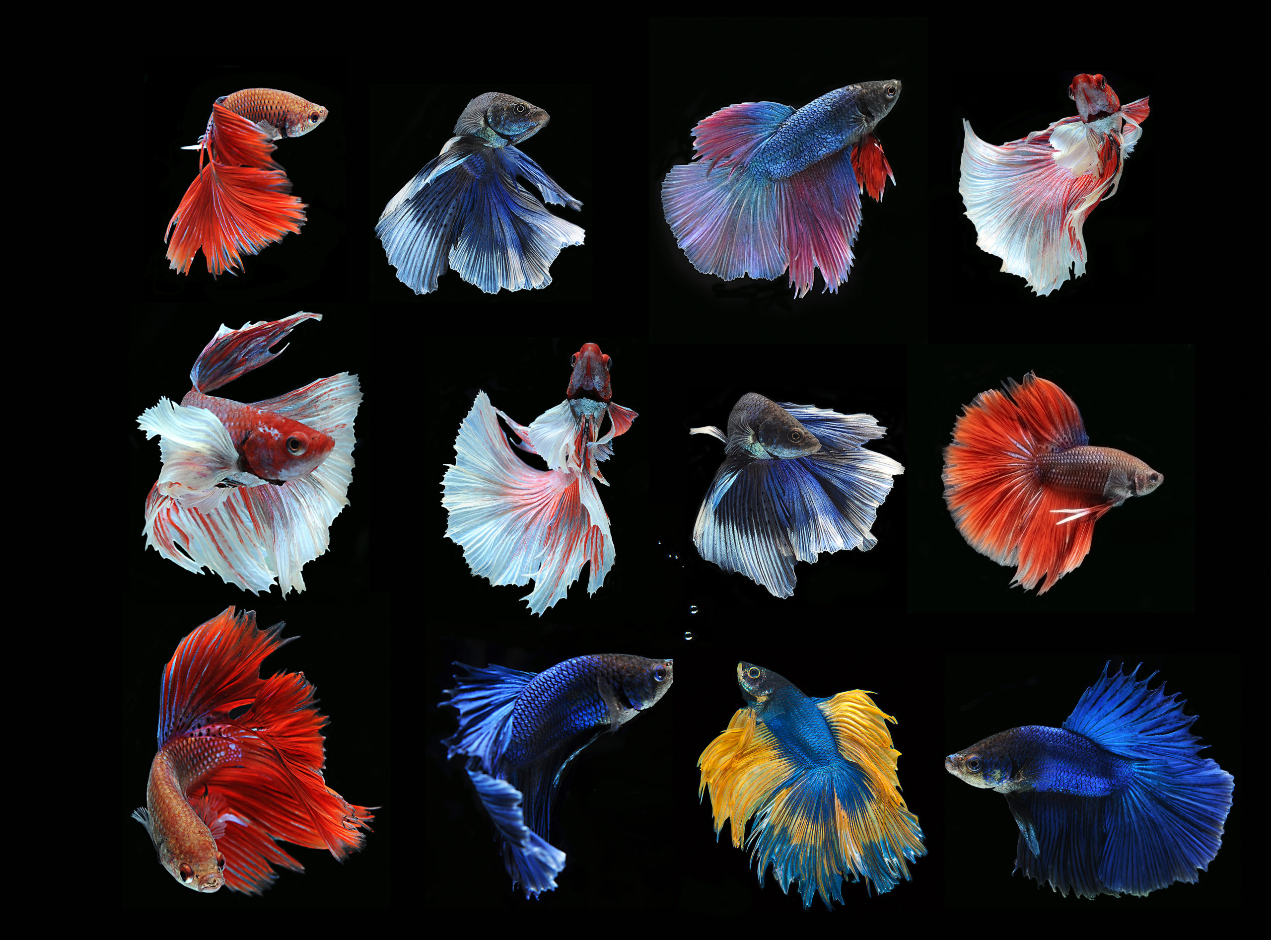 Comparison of solid, multicolor, and patterned betta fish