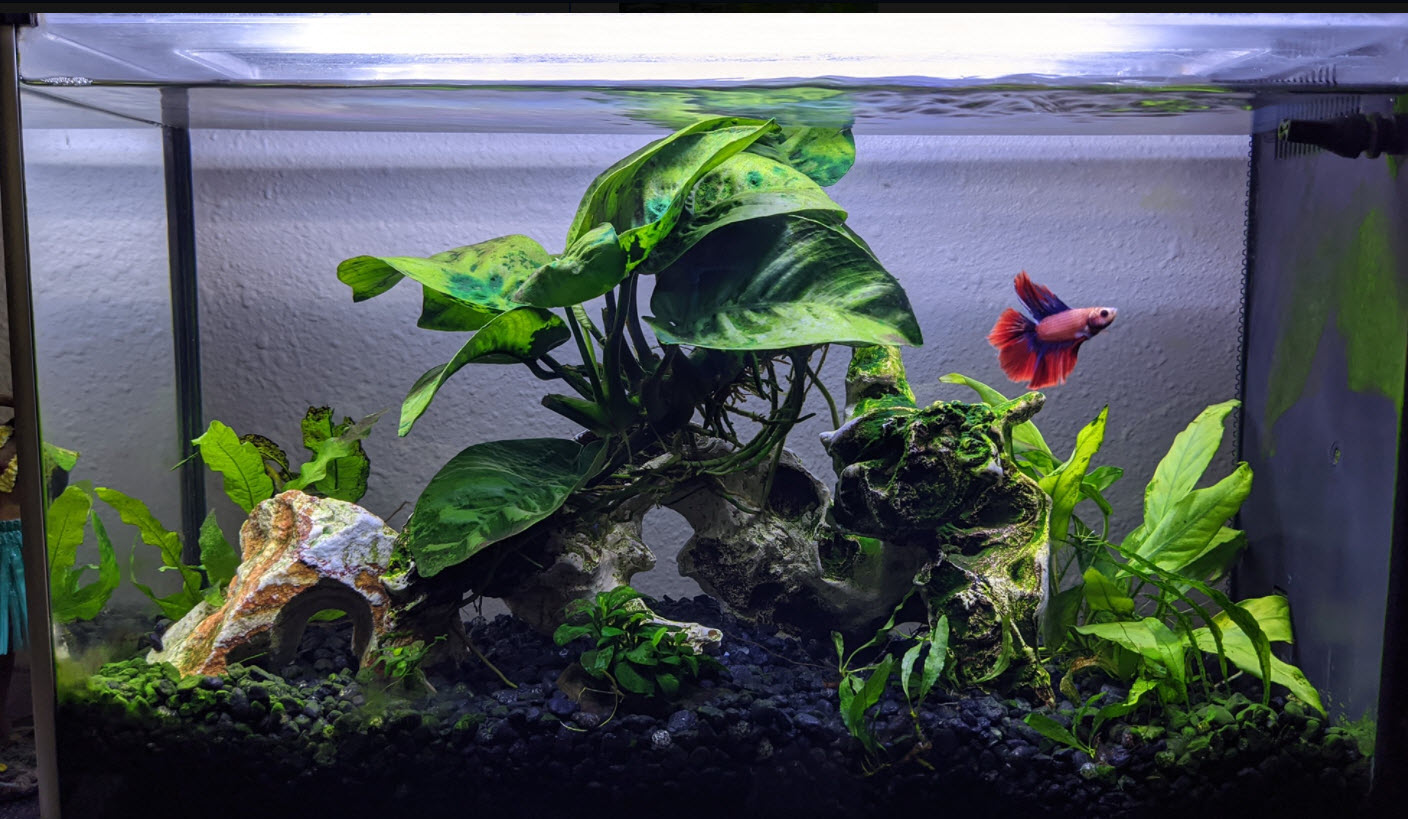 Beautifully maintained betta fish tank with optimal living conditions