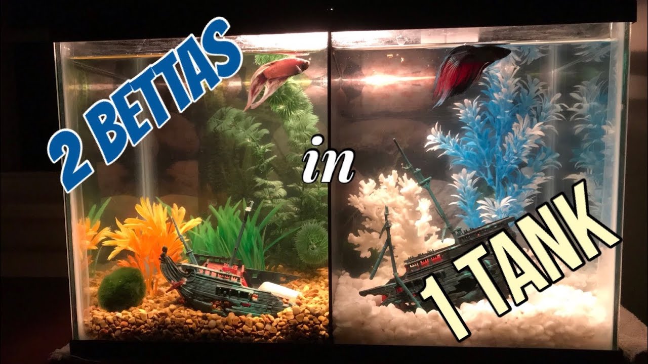 Large aquarium tank with multiple male Betta fish living separately, decorated with plants and rocks