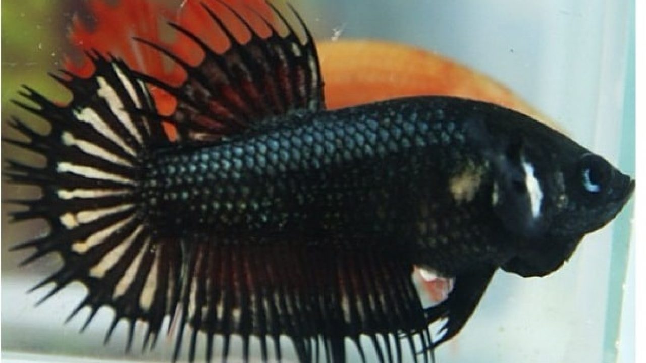 Female betta fish ready to breed with visible vertical stripes and swollen belly