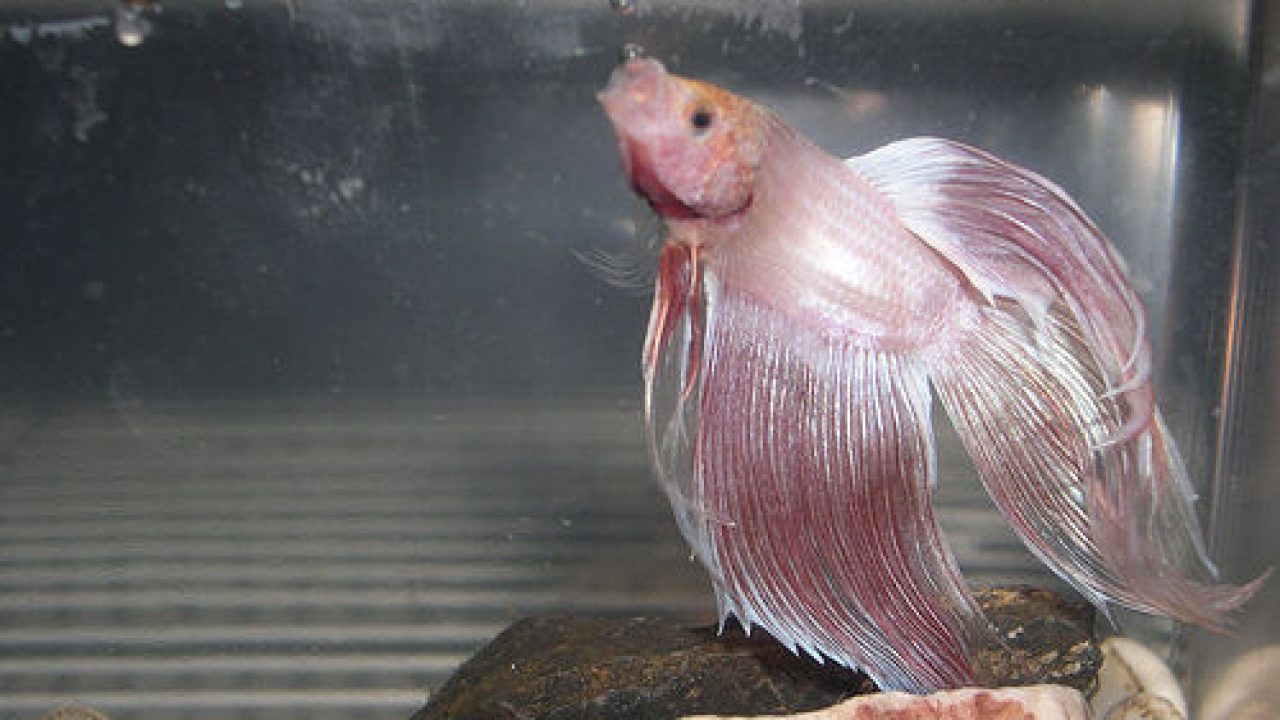 Vibrant male betta fish next to a bubble nest indicating readiness to breed