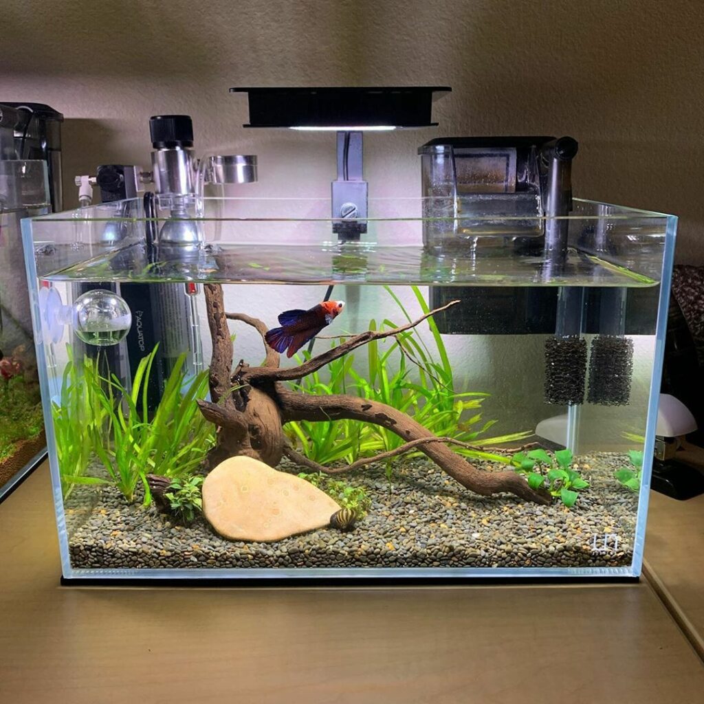 Well-setup betta fish tank mimicking natural habitat