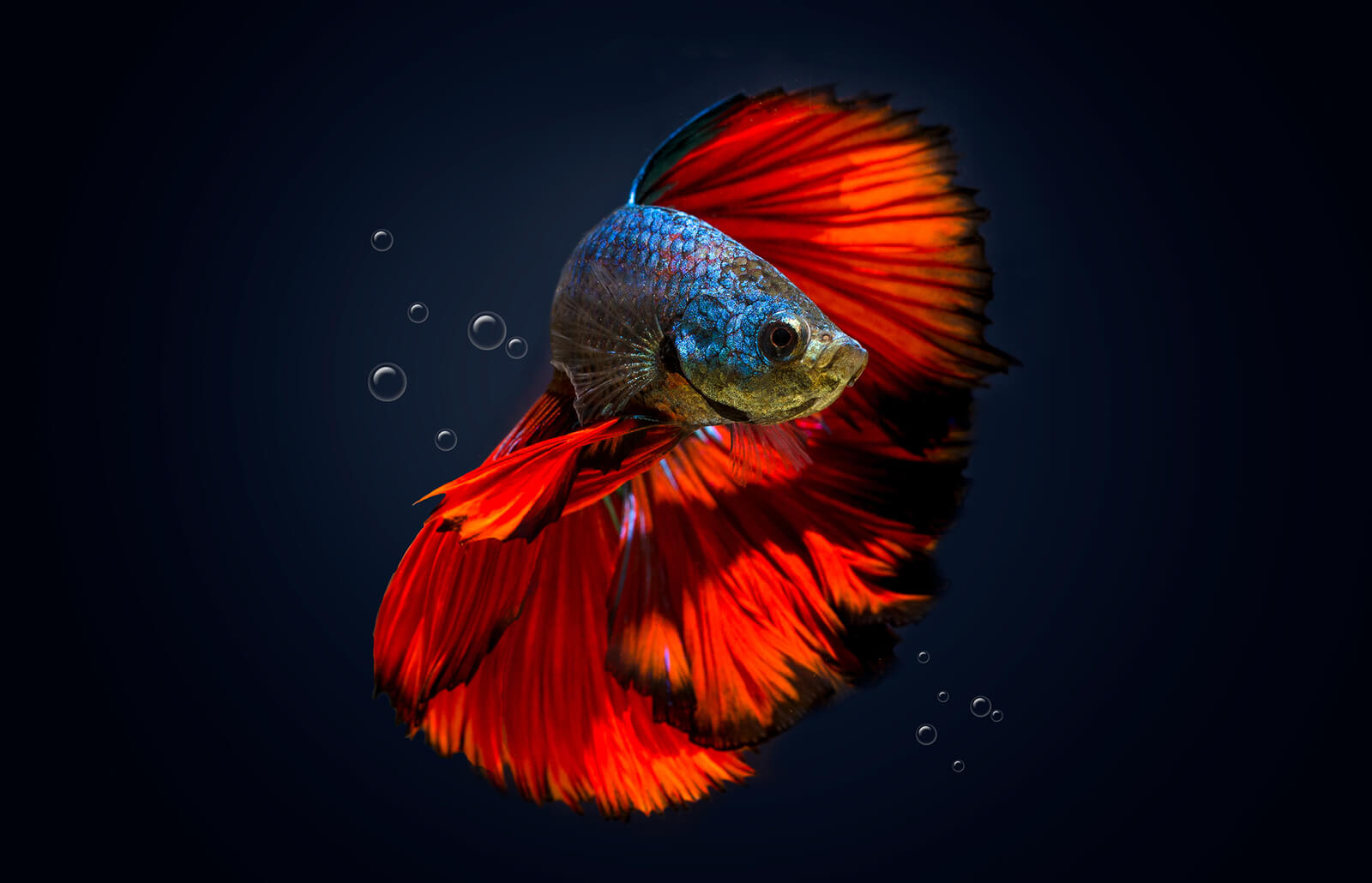 Angry betta fish flaring gills and spreading fins