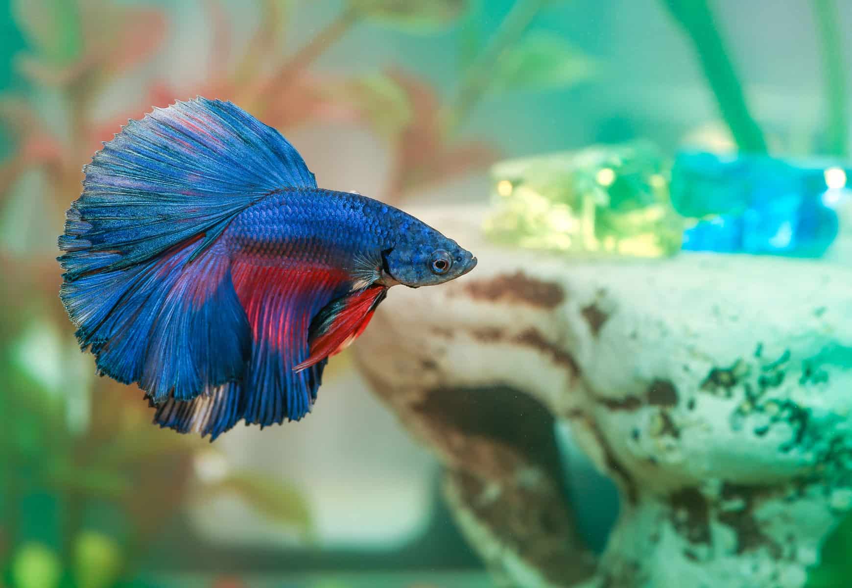 Vibrant and colorful betta fish swimming in a well-maintained aquarium