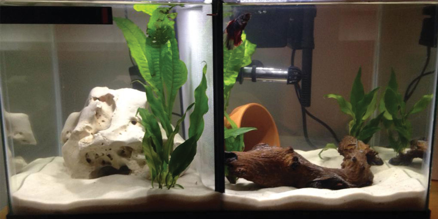 Comparison of a healthy betta fish in a spacious tank versus a betta fish in a cramped tank