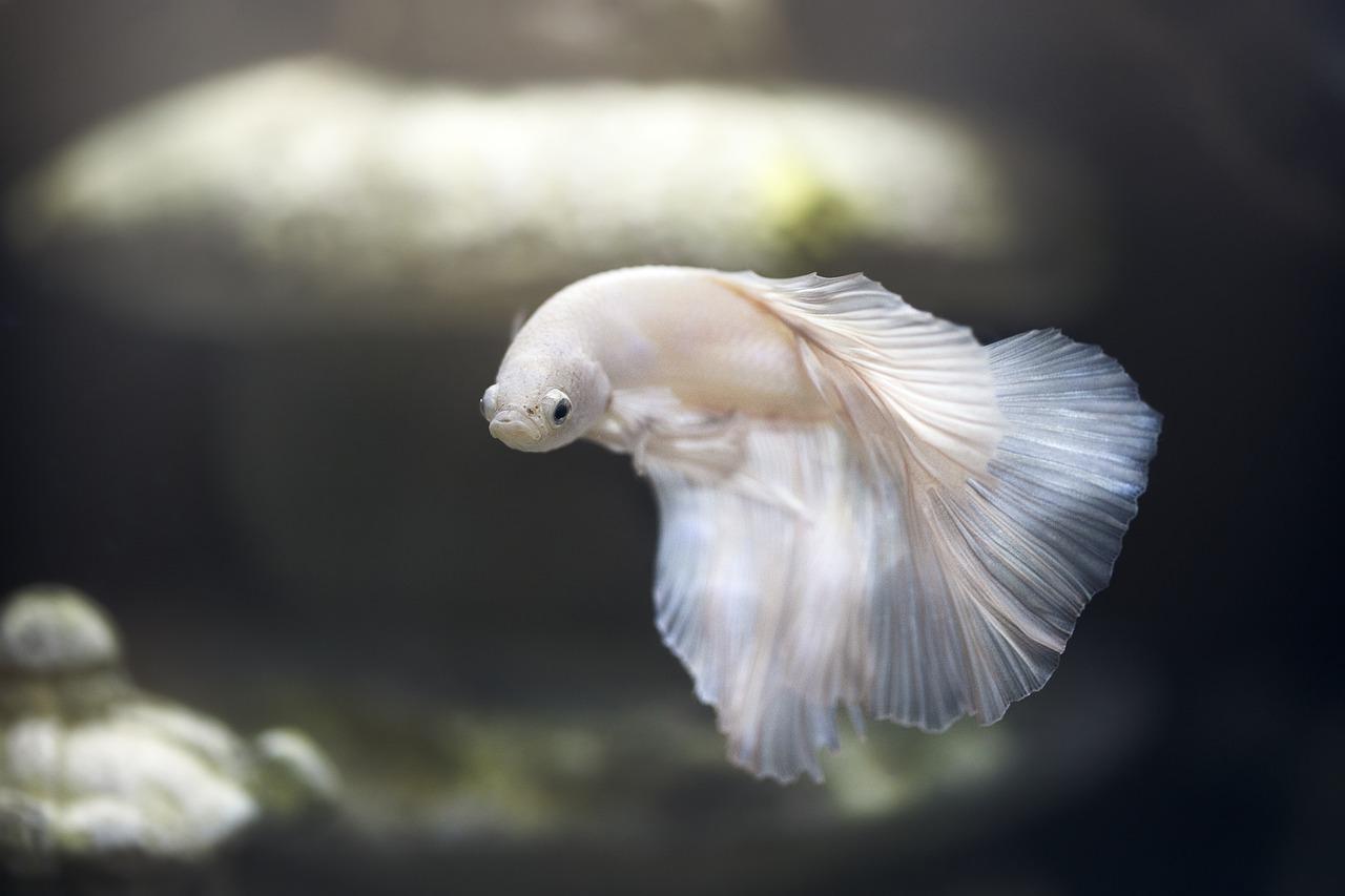 Albino betta fish swimming in a well-maintained aquarium