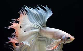 How rare is an albino betta fish?