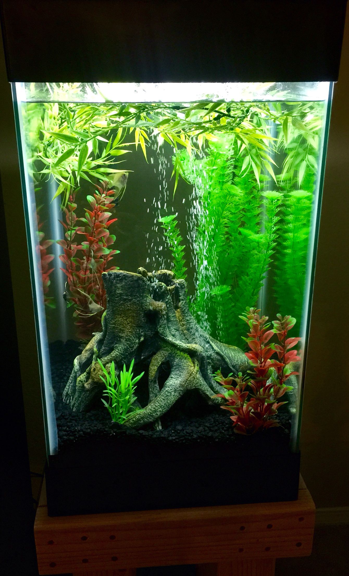 Beautifully decorated 15-gallon betta fish tank with live plants and decorations