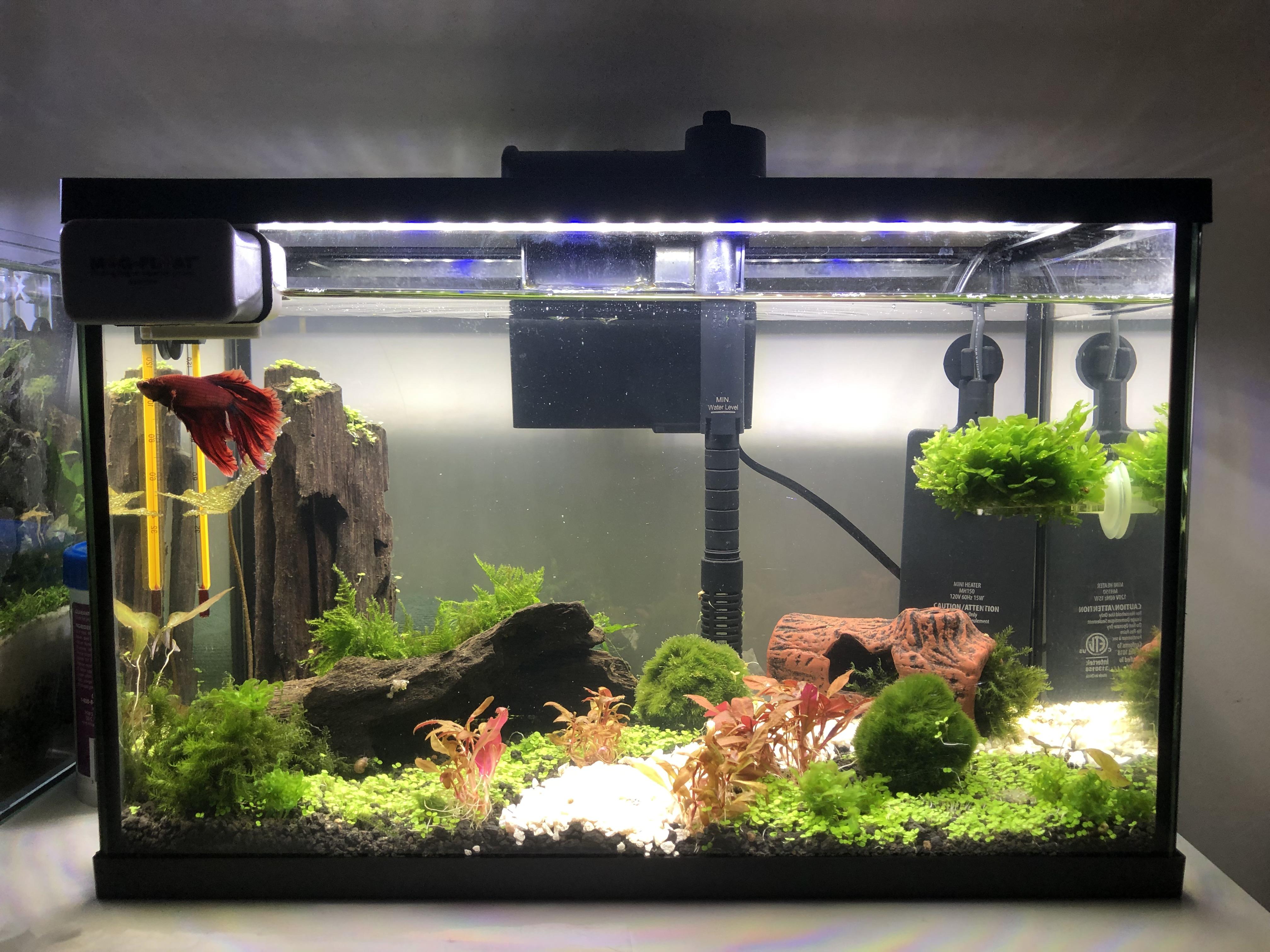 Well-set Betta fish tank with proper size, temperature, filtration, and decor
