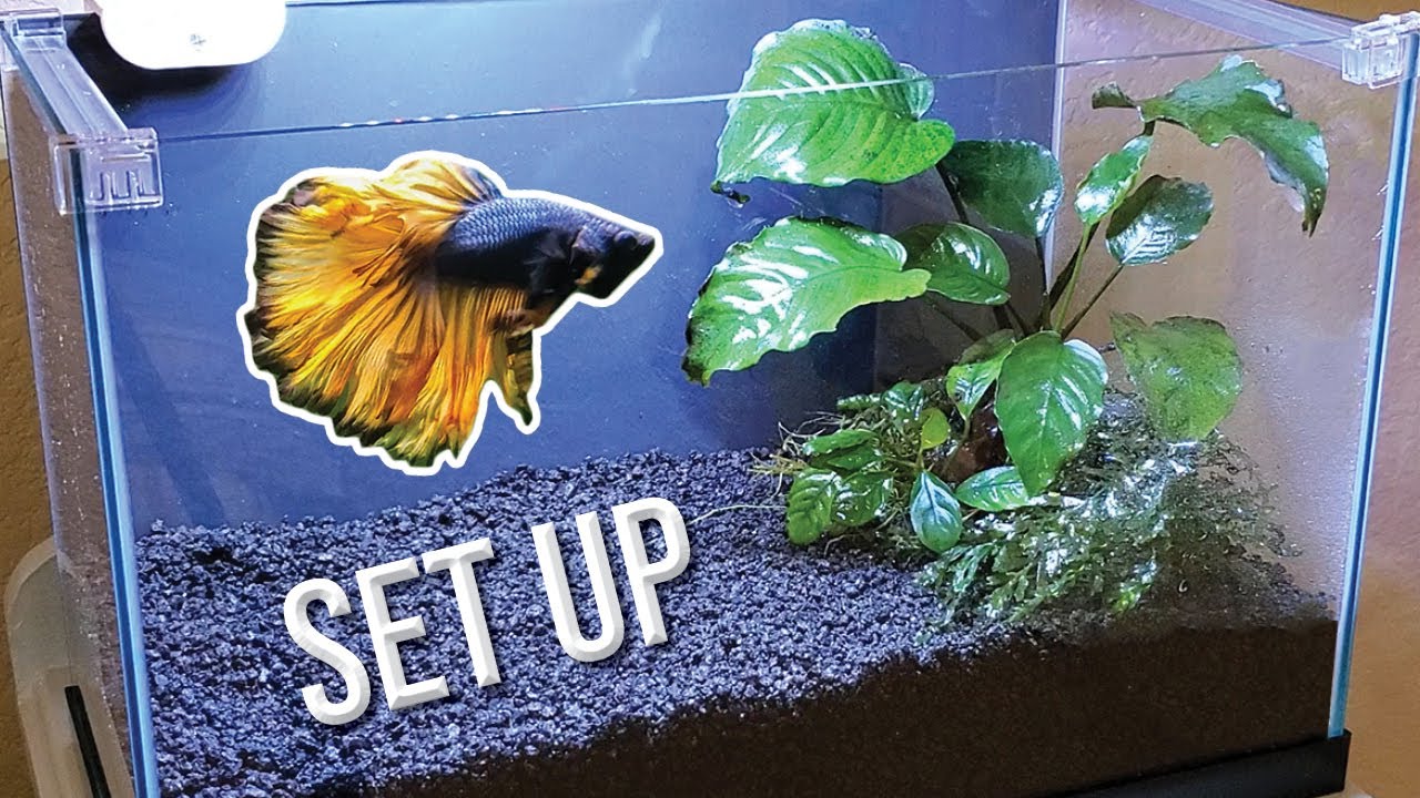 A well-setup betta fish tank with proper size, temperature, filtration, and decor