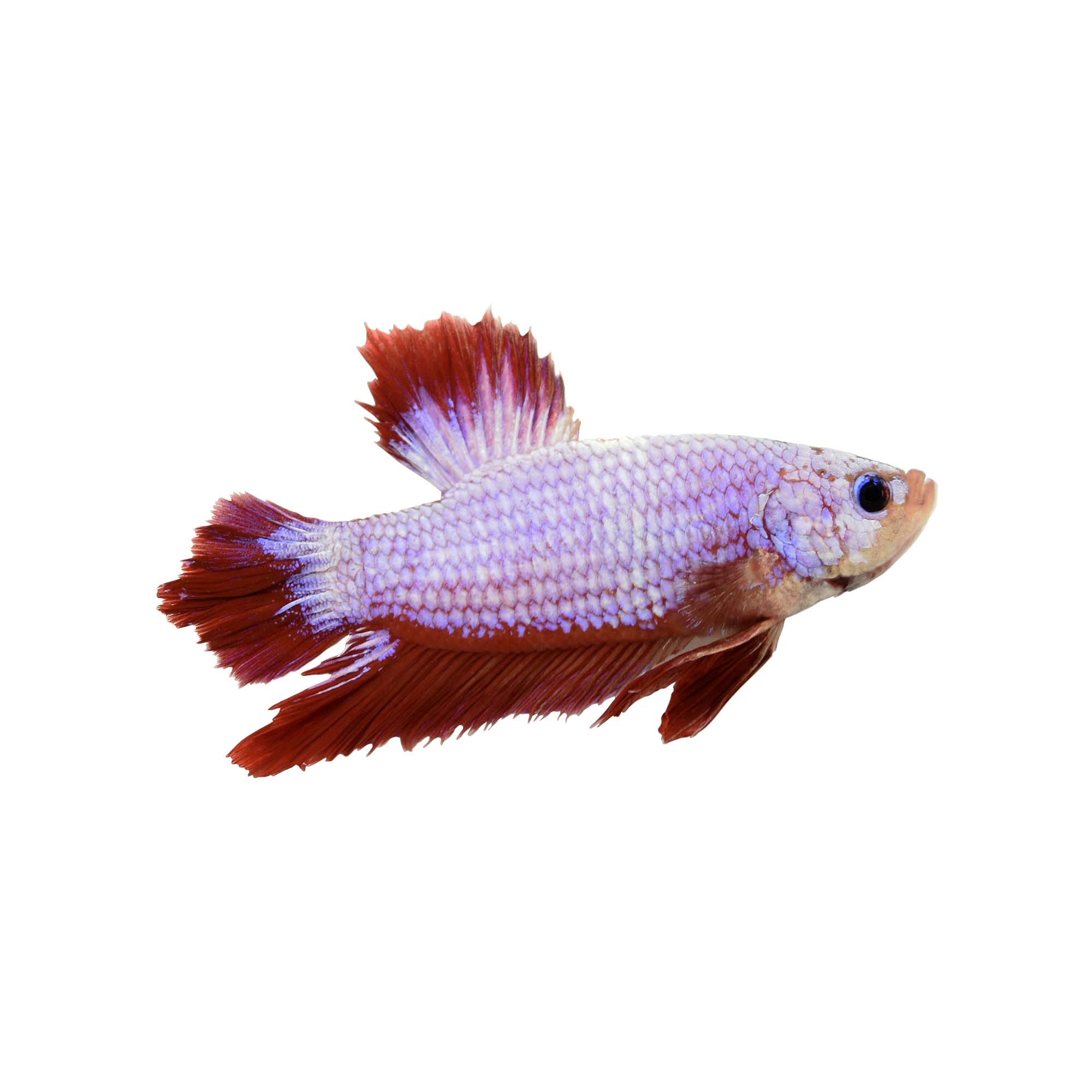 Vibrant and healthy Plakat Betta Fish swimming in an aquarium