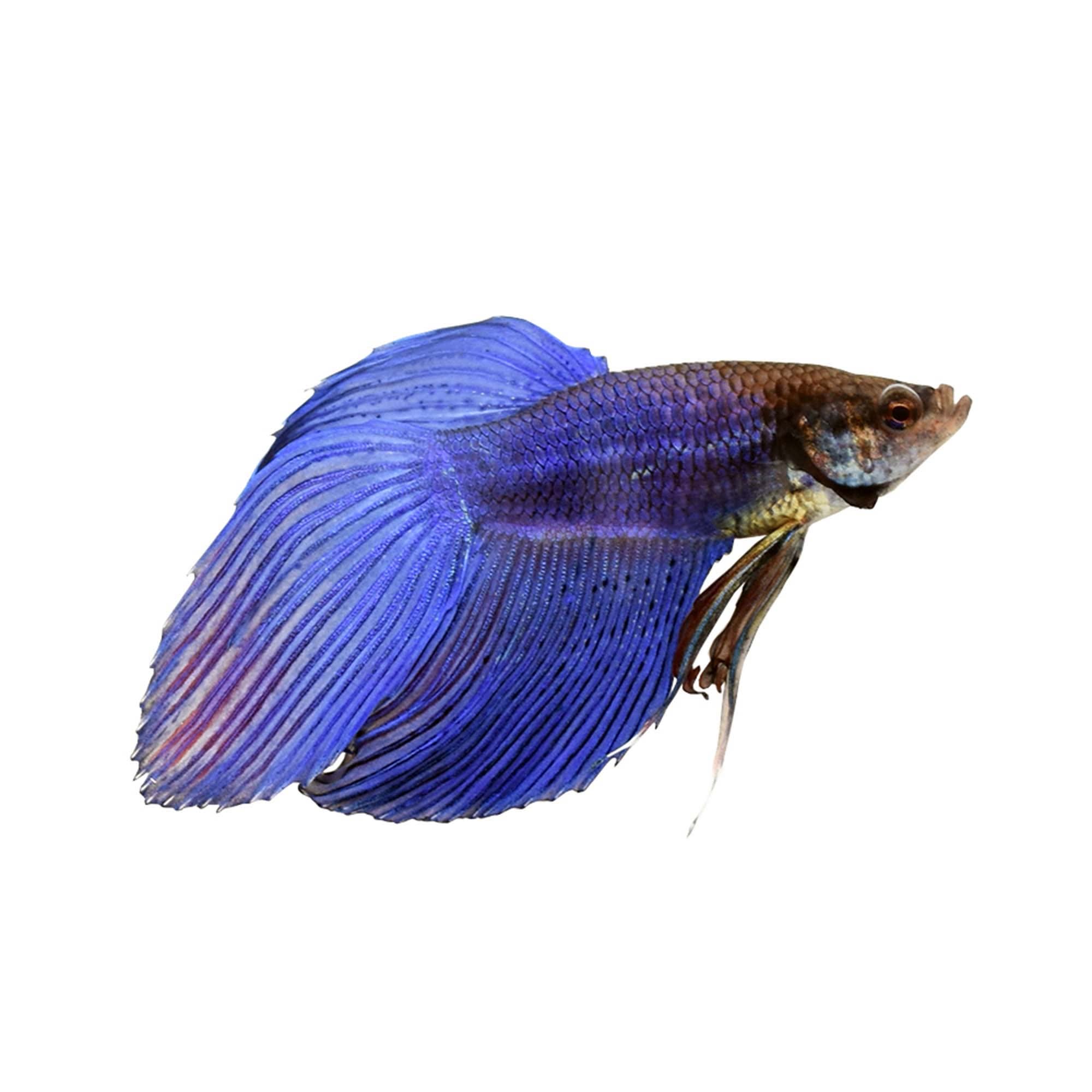 Vibrant and healthy Veiltail Betta Fish with flowing tail