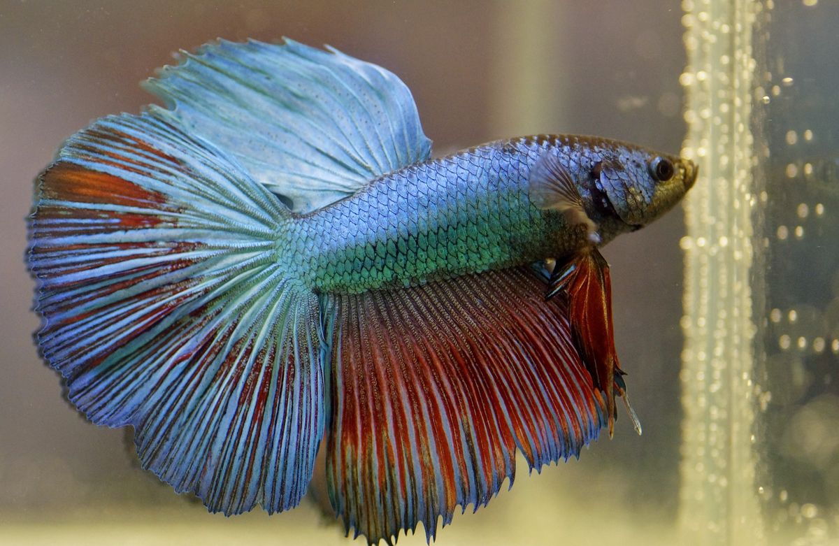 Healthy versus sick betta fish highlighting physical changes