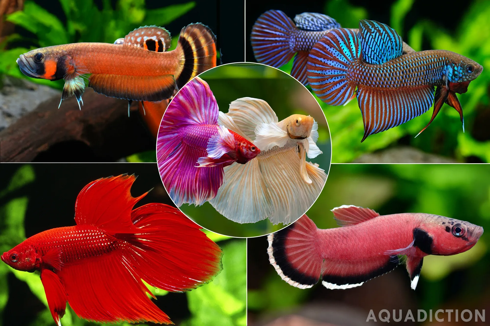 Collection of vibrant and diverse Betta fish
