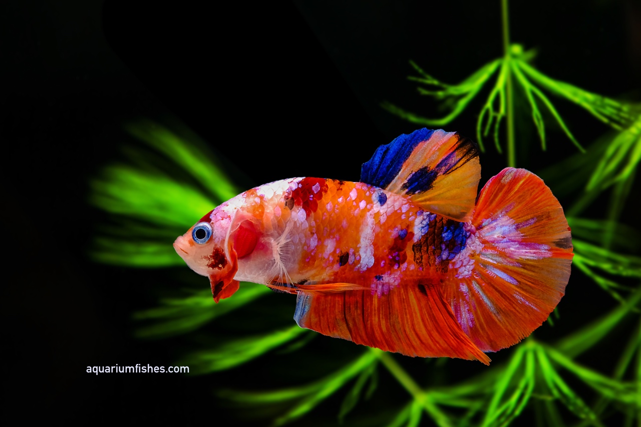 A variety of vibrant colored Betta fish