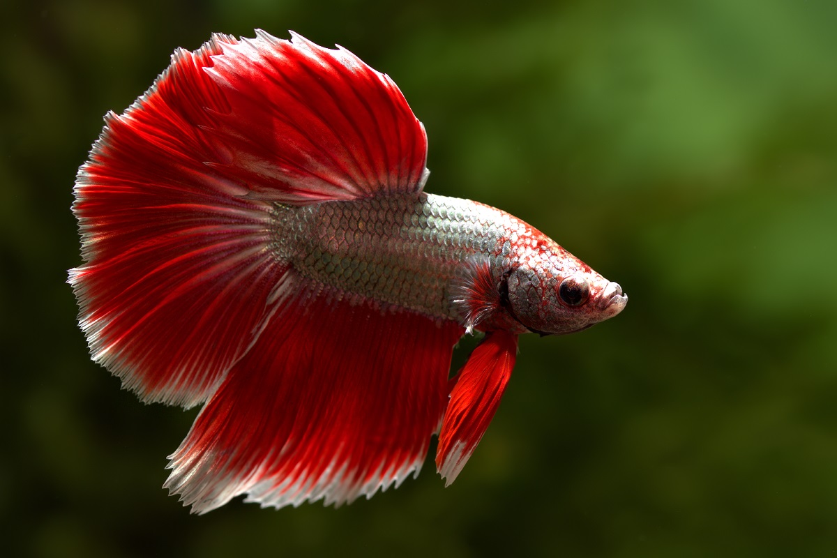 Betta fish showing signs of common disease like fin rot or white spot disease