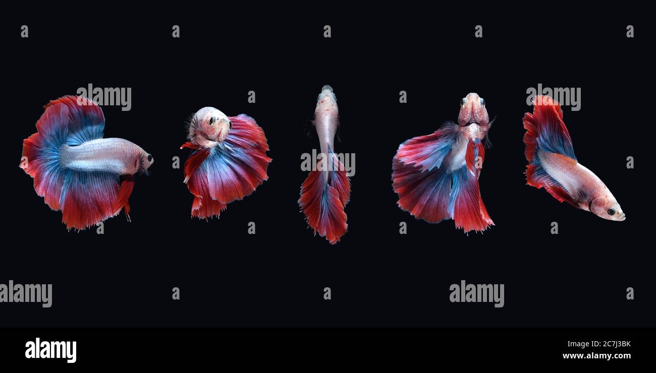 Collage showcasing variety of betta fish tail types including Roundtail, Spadetail, and Rosetail
