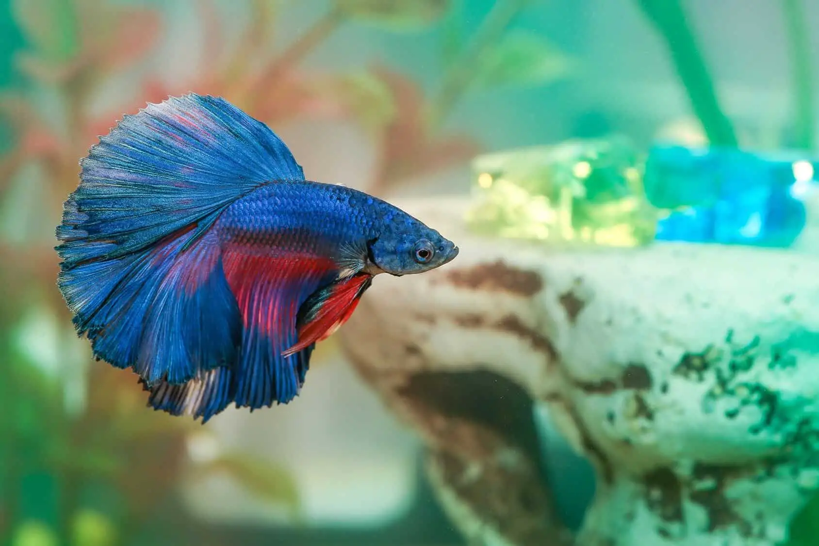 Healthy and vibrant betta fish swimming in a well-maintained and spacious tank