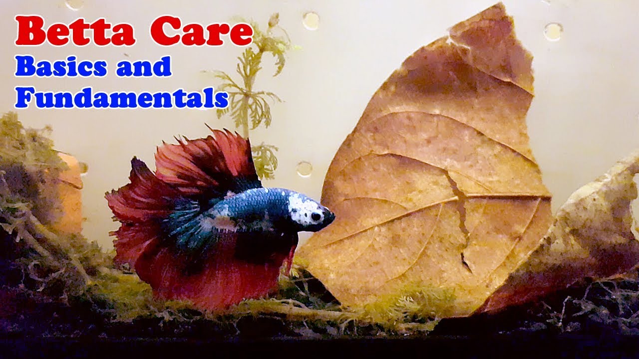 Betta Fish Care Instruction Video