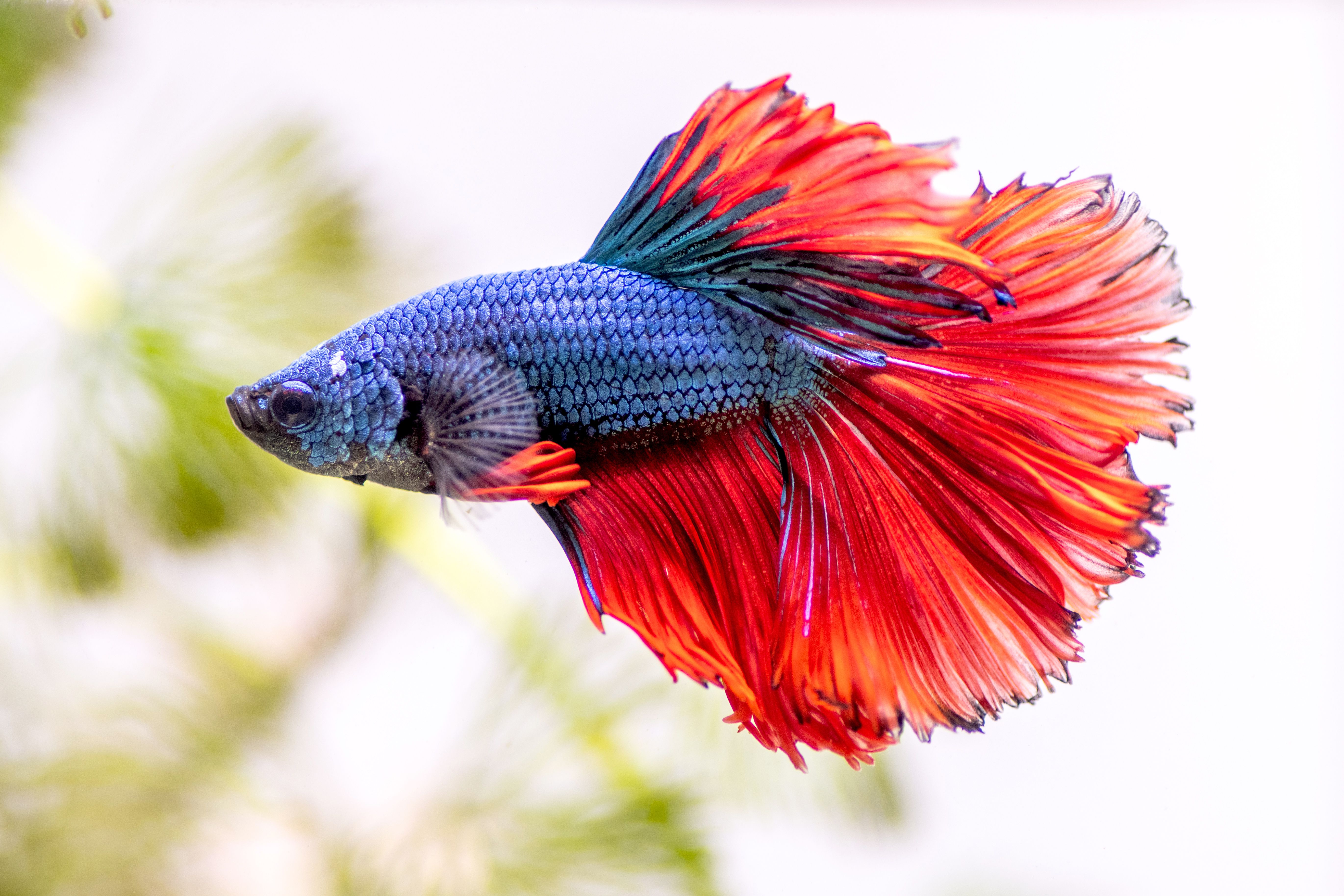 Vibrant and healthy mature betta fish in a well-maintained aquarium