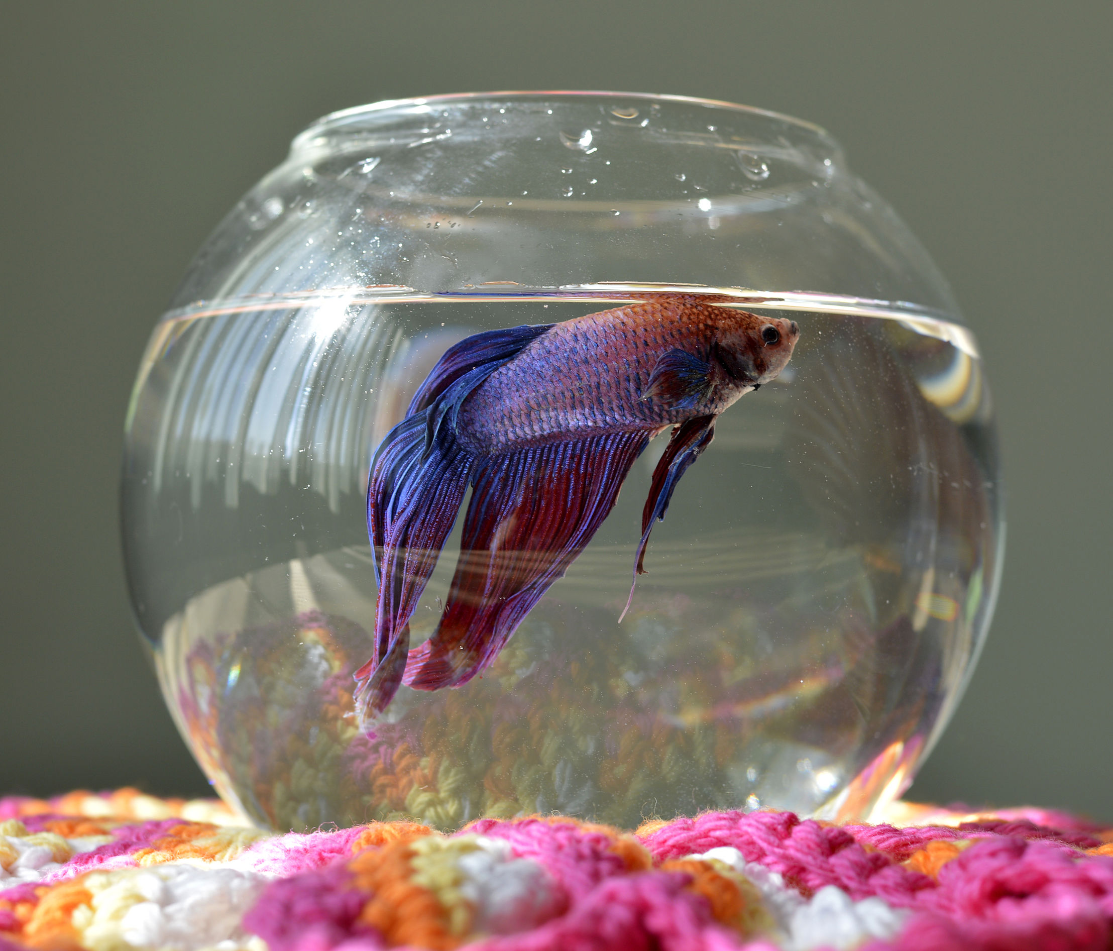 A vibrant Betta fish swimming in a well-maintained and suitably sized bowl